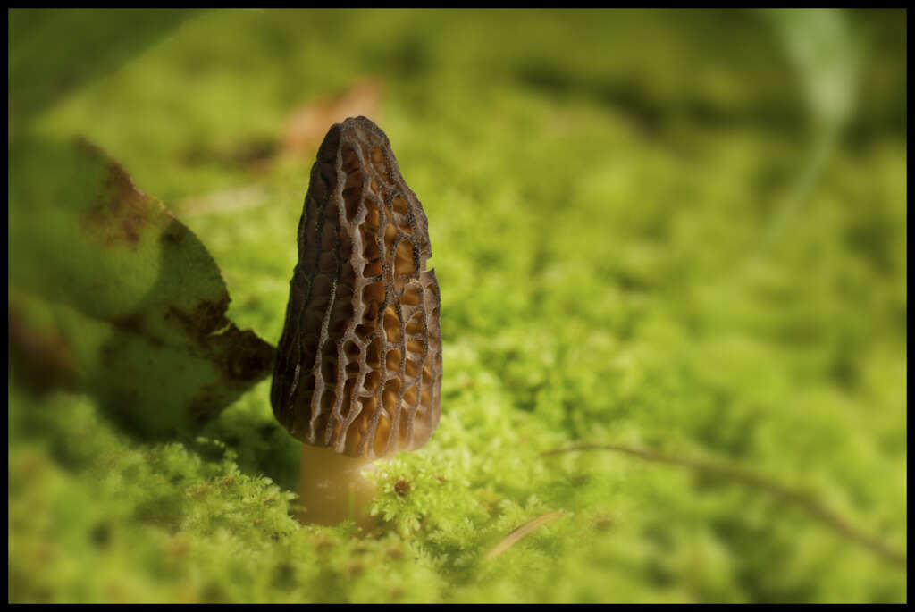 Image of Black Morel