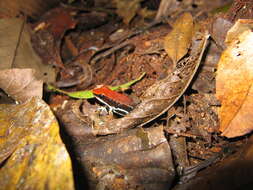 Image of Sanguine Poison Frog