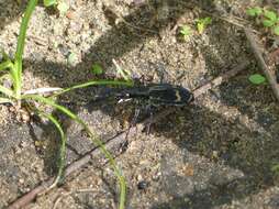 Image of Cicindela (Elliptica) compressicornis Boheman 1860