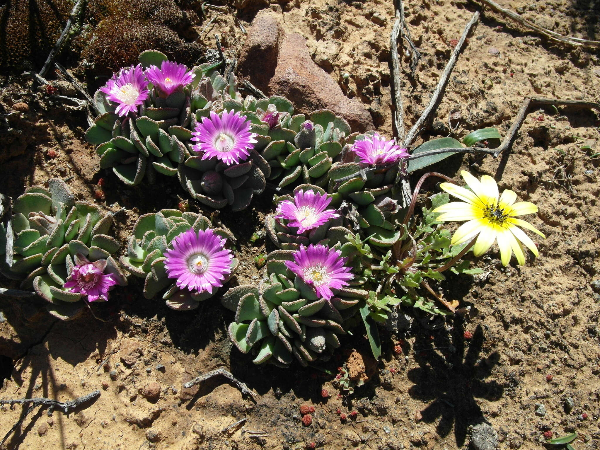 Image of Aloinopsis spathulata (Thunb.) L. Bol.