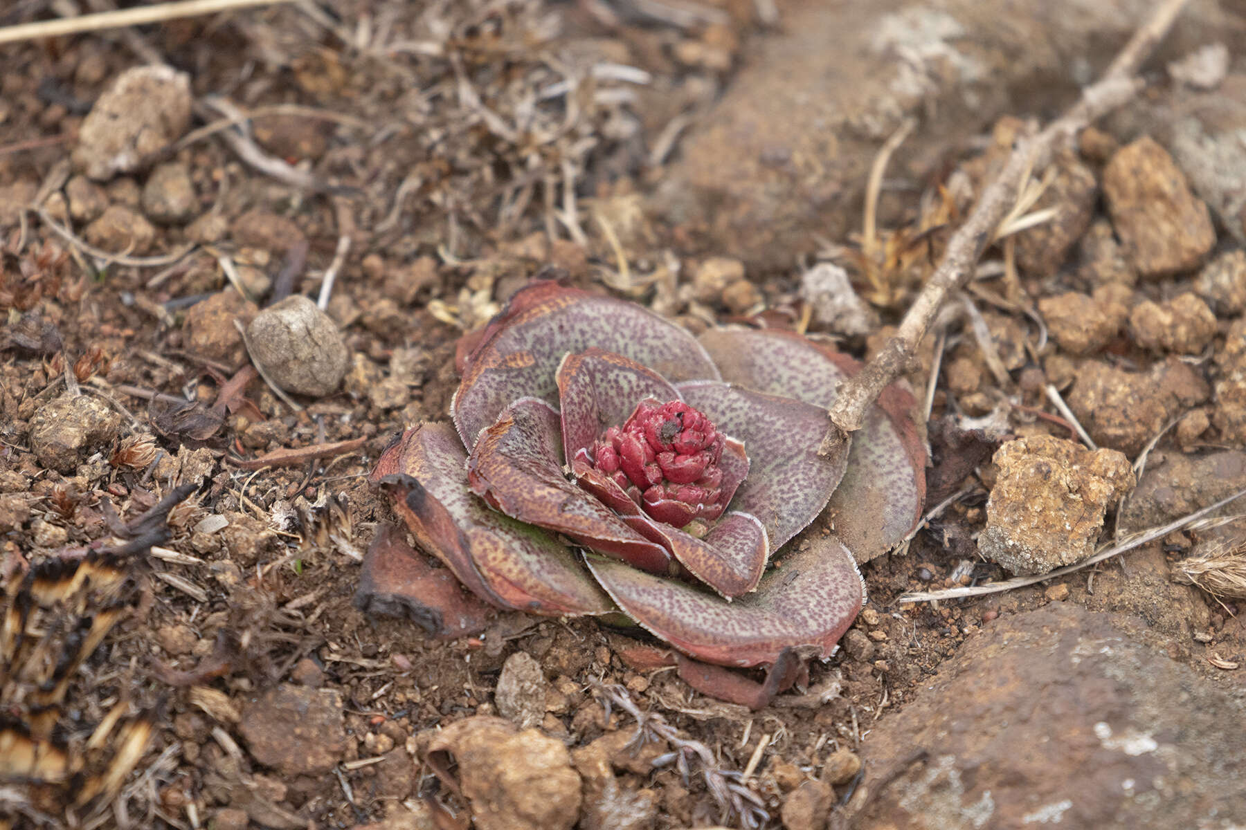 Crassula compacta Schönl. resmi