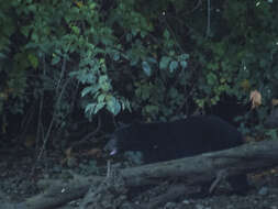 Image of American Black Bear