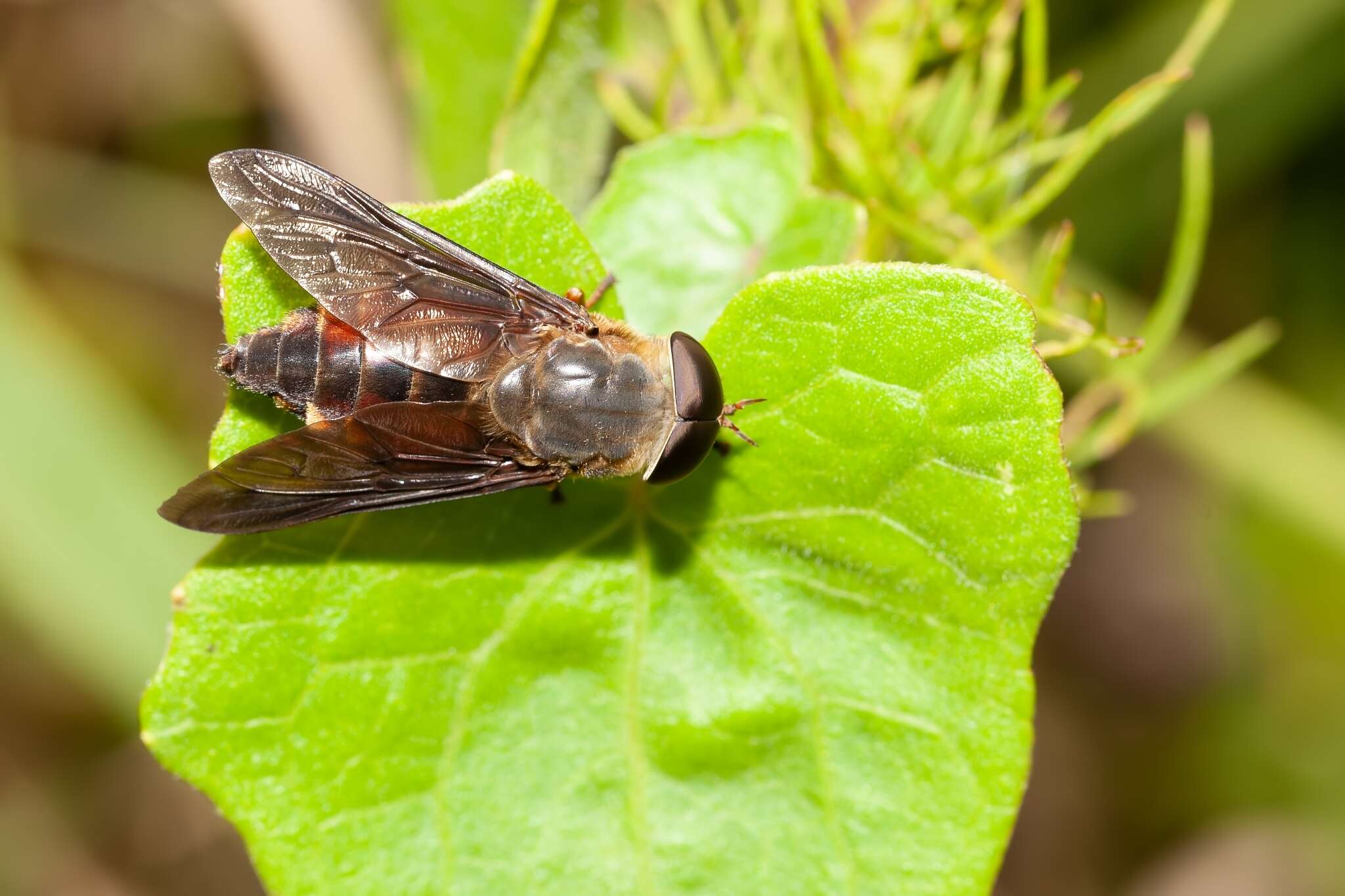 صورة Tabanus fumipennis Wiedemann 1828