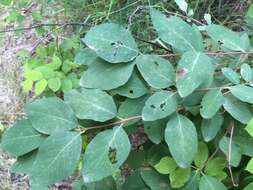 Image of western snowberry