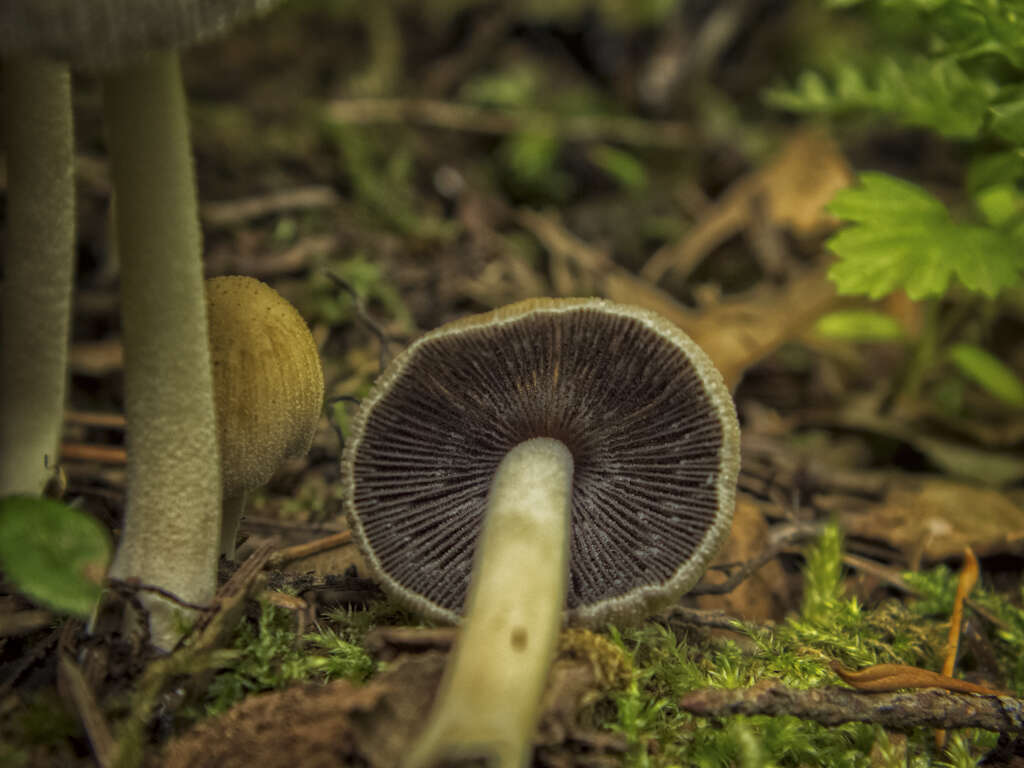 Coprinopsis atramentaria (Bull.) Redhead, Vilgalys & Moncalvo 2001 resmi