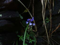Sivun Scutellaria violacea B. Heyne ex Benth. kuva
