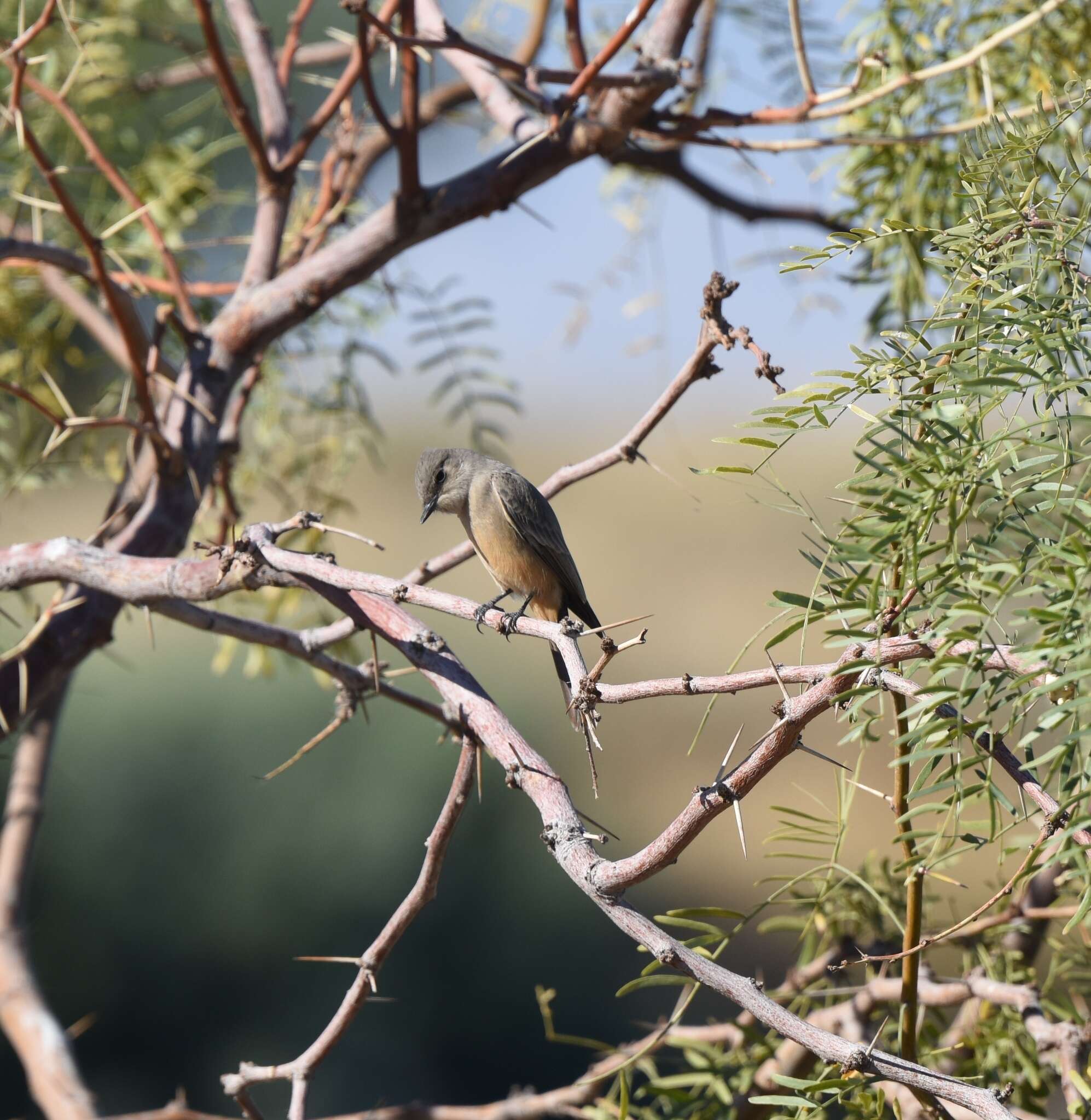 Image of Say's Phoebe