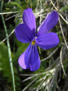 Imagem de Viola corsica subsp. ilvensis (W. Becker) Merxm.