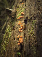 Image of Lycogala epidendrum