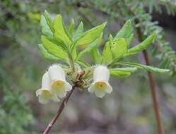 Image of Rhododendron benhallii Craven