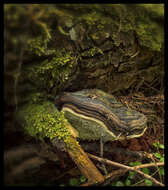 Image of Ganoderma applanatum