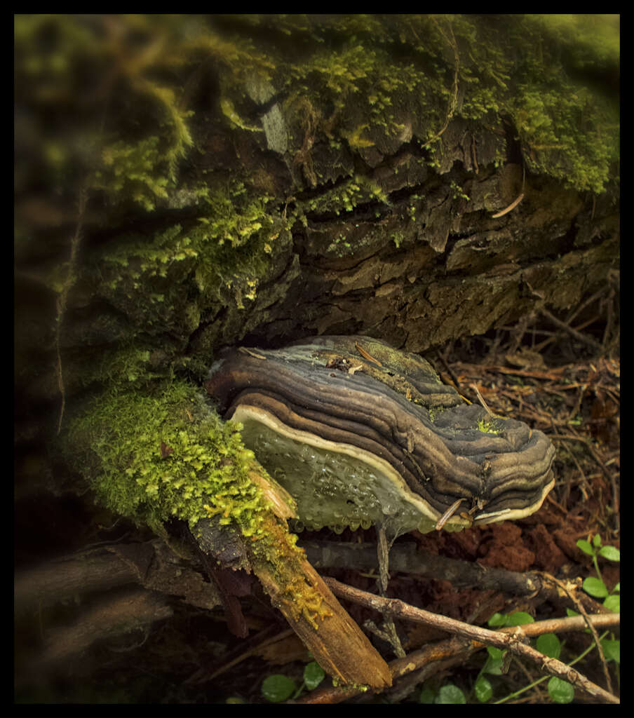 Image of Ganoderma applanatum