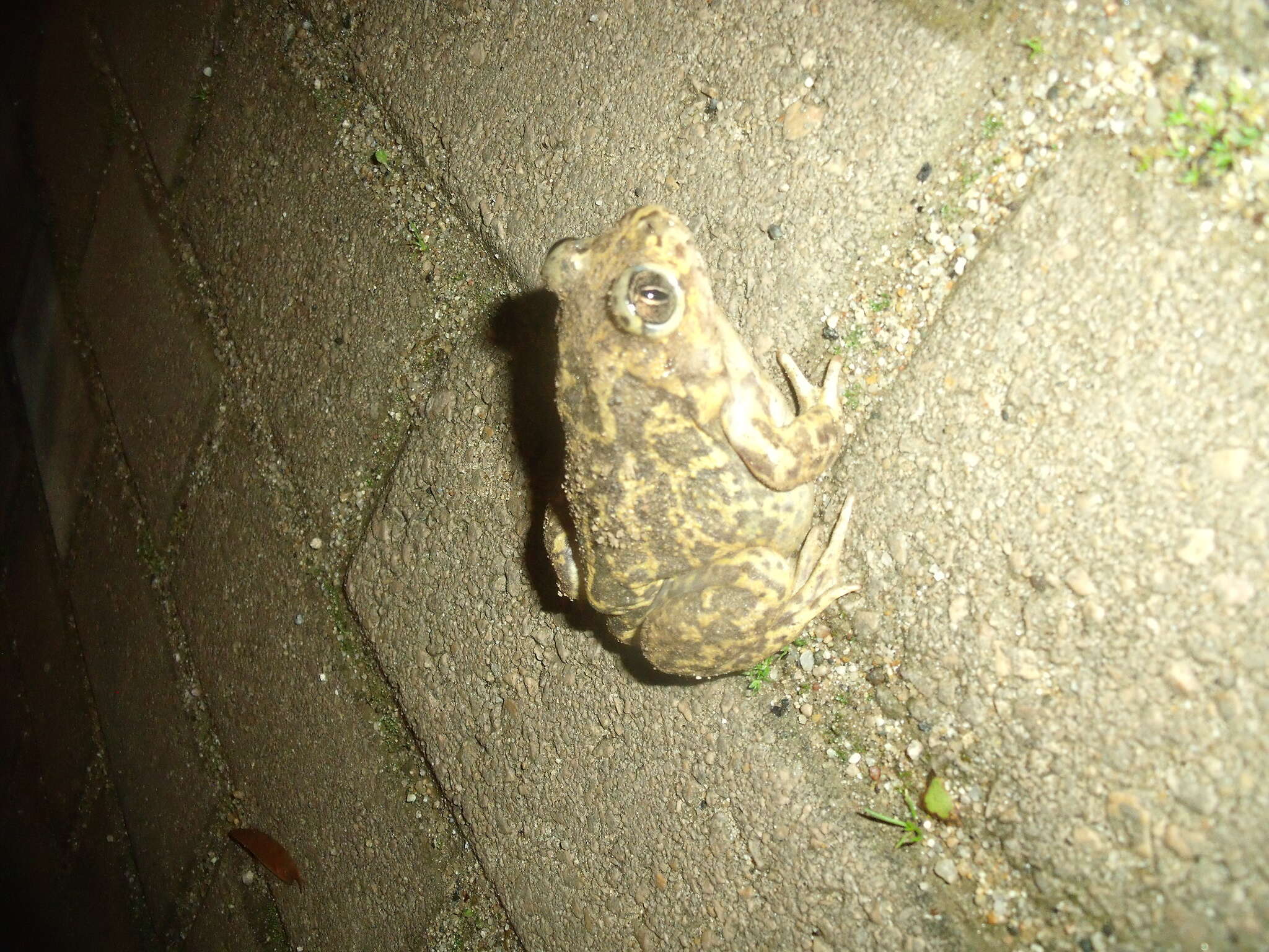 Image of Iberian Spadefoot Toad