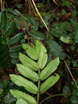 Image of Puerto Rico Dana Fern