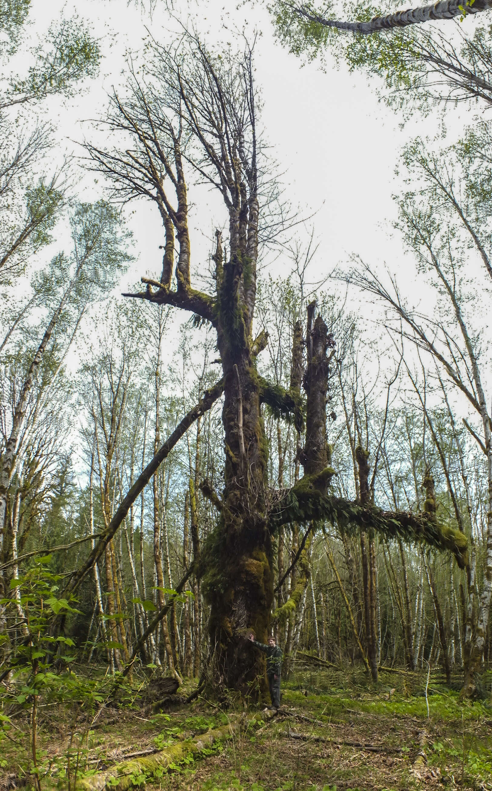 Image of bigleaf maple