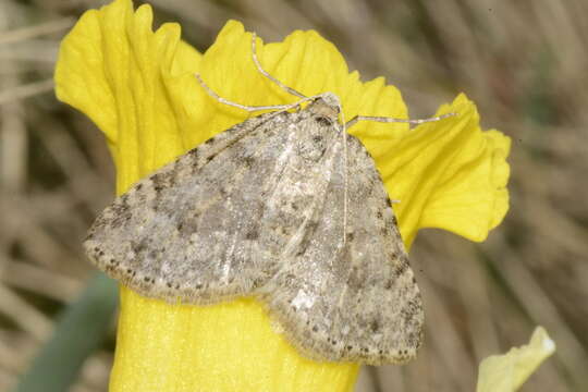 Image of mottled grey