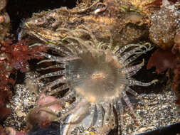 Image of red speckled anemone