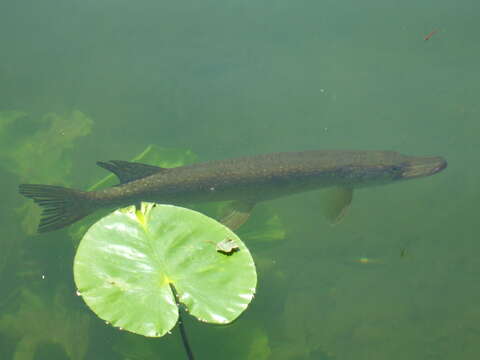 Image of Northern pike