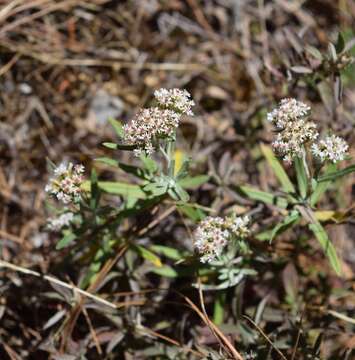 Plancia ëd Chionolaena salicifolia (Bertol.) G. L. Nesom