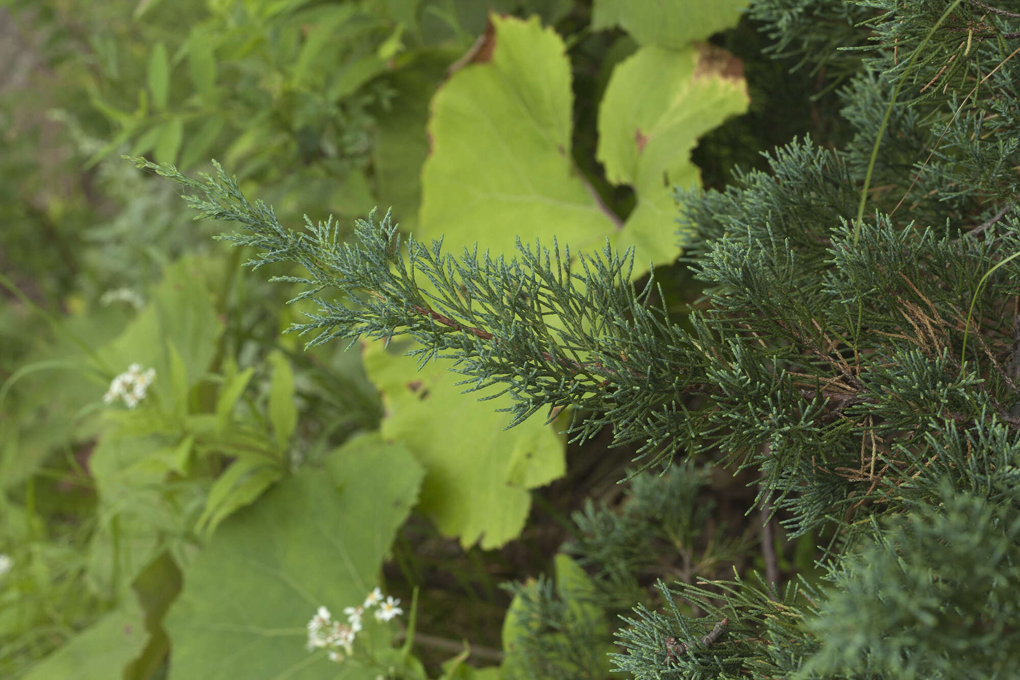 Juniperus chinensis var. sargentii A. Henry resmi