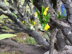 Image de Polystachya mafingensis P. J. Cribb