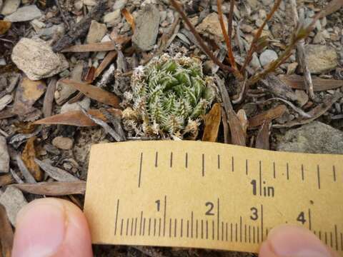 Image of Haworthia herbacea (Mill.) Stearn