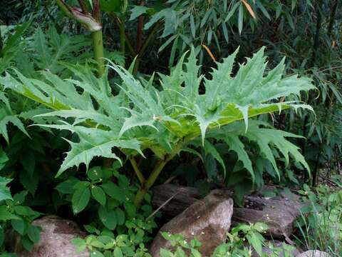 Image of Mantegazzi's Cow-Parsnip