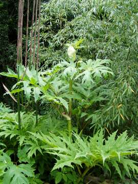 Image of Mantegazzi's Cow-Parsnip