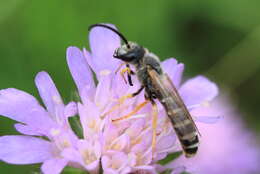 Image of Halictus scabiosae (Rossi 1790)