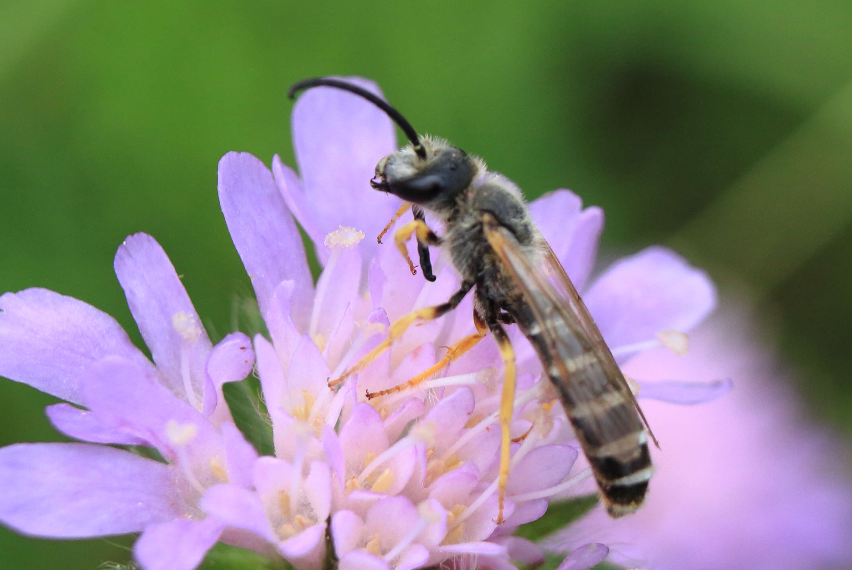 Image of Halictus scabiosae (Rossi 1790)