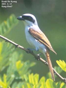 Image of Tiger Shrike