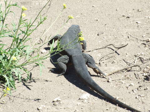 Image of Red Tegu