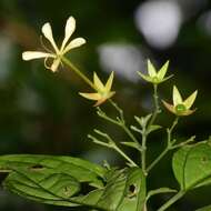 Sivun Clerodendrum laevifolium Blume kuva