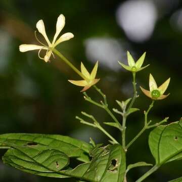 Imagem de Clerodendrum laevifolium Blume