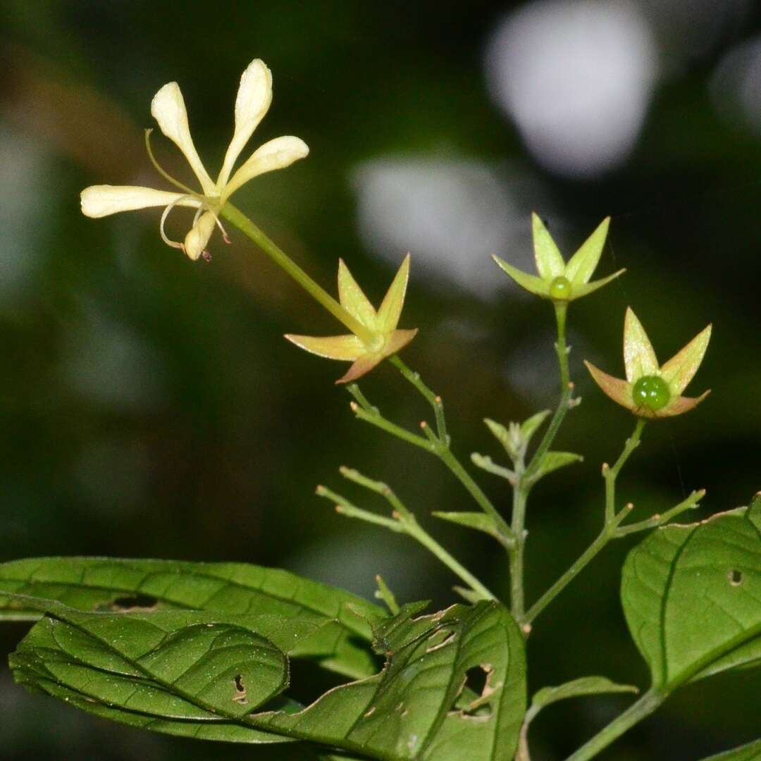 Sivun Clerodendrum laevifolium Blume kuva