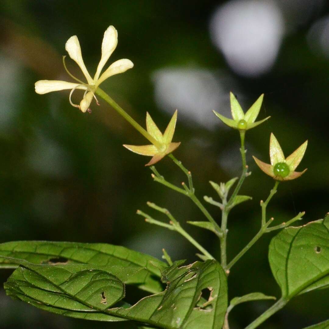 Imagem de Clerodendrum laevifolium Blume