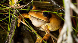 Image of Blacksmith tree frog