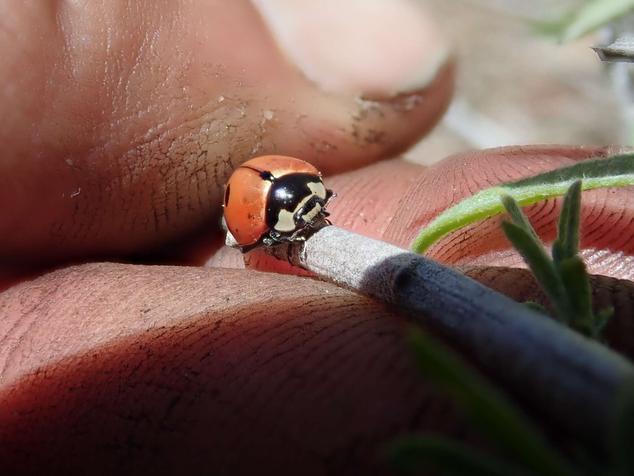 Sivun Coccinella novemnotata Herbst 1793 kuva