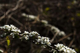 صورة Spiraea prunifolia Sieb. & Zucc.