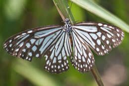 Imagem de Parantica aglea melanoides