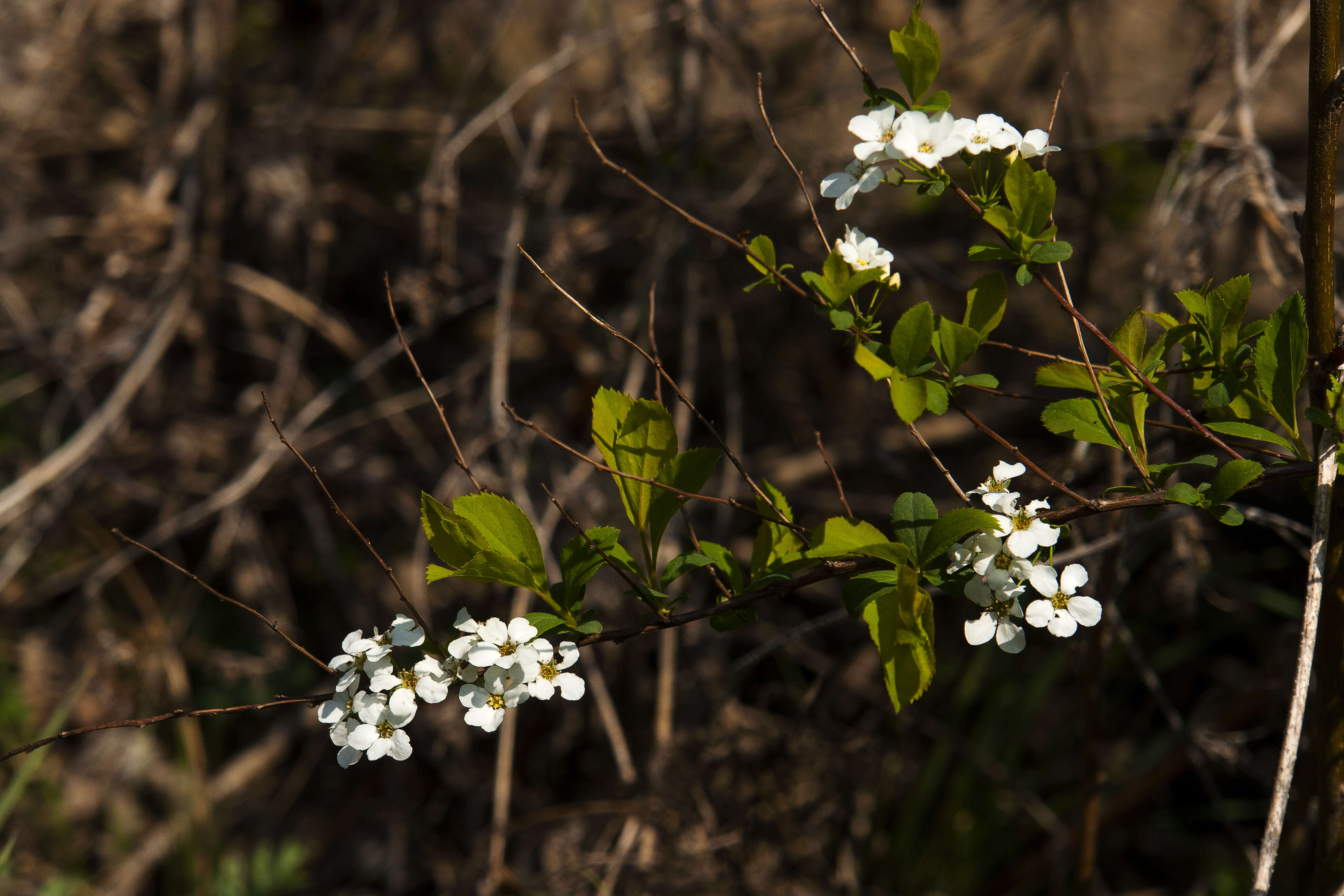 صورة Spiraea prunifolia Sieb. & Zucc.