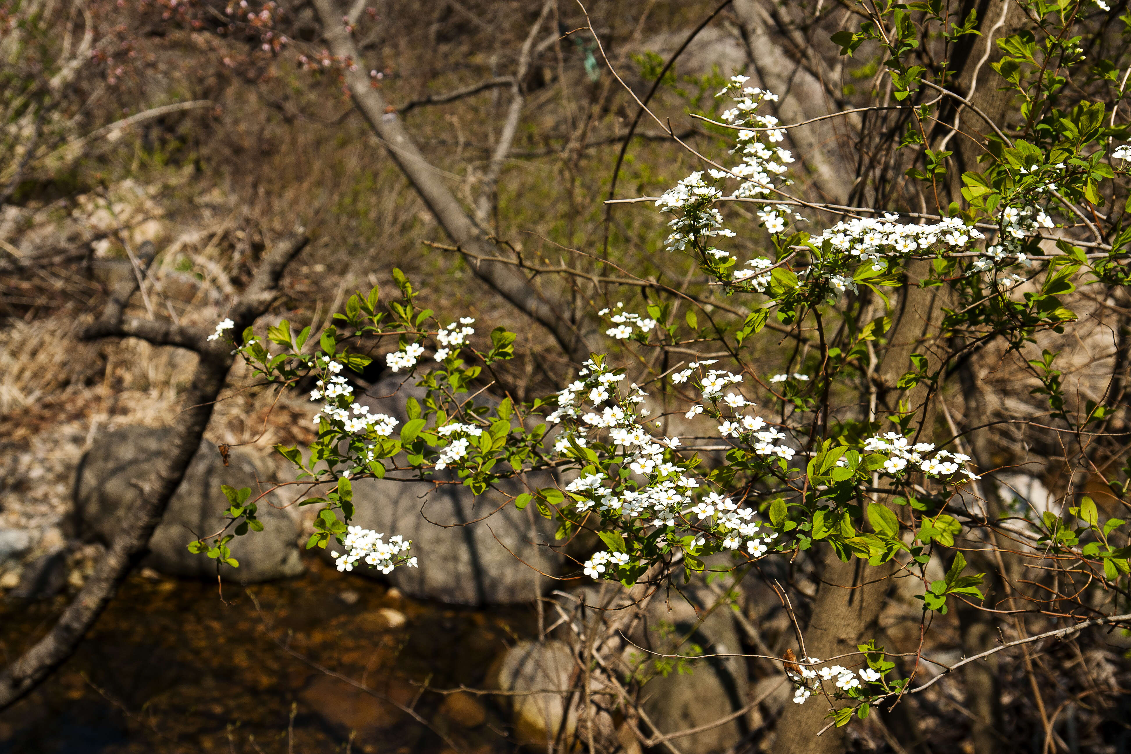 صورة Spiraea prunifolia Sieb. & Zucc.