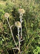 Image of Echinops grijsii Hance