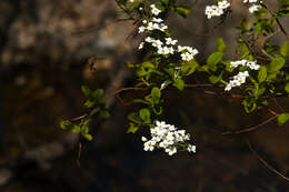 صورة Spiraea prunifolia Sieb. & Zucc.