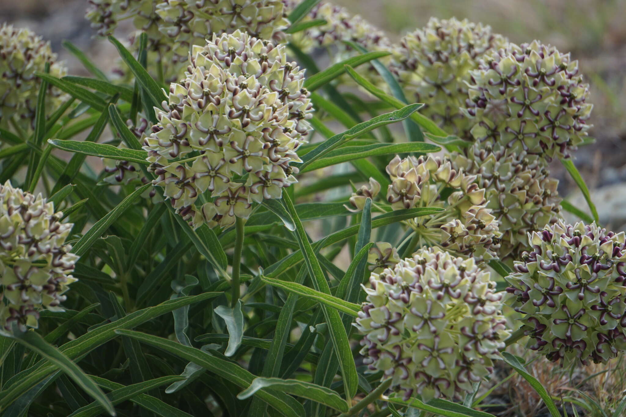 Image of spider milkweed