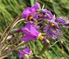 Plancia ëd Dodecatheon pulchellum subsp. macrocarpum (A. Gray) Taylor & Mac Bryde