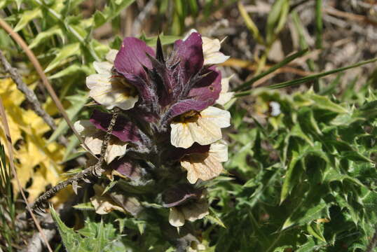 Image of Syrian acanthus