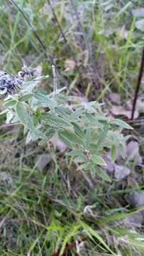 Слика од Pycnanthemum verticillatum (Michx.) Pers.