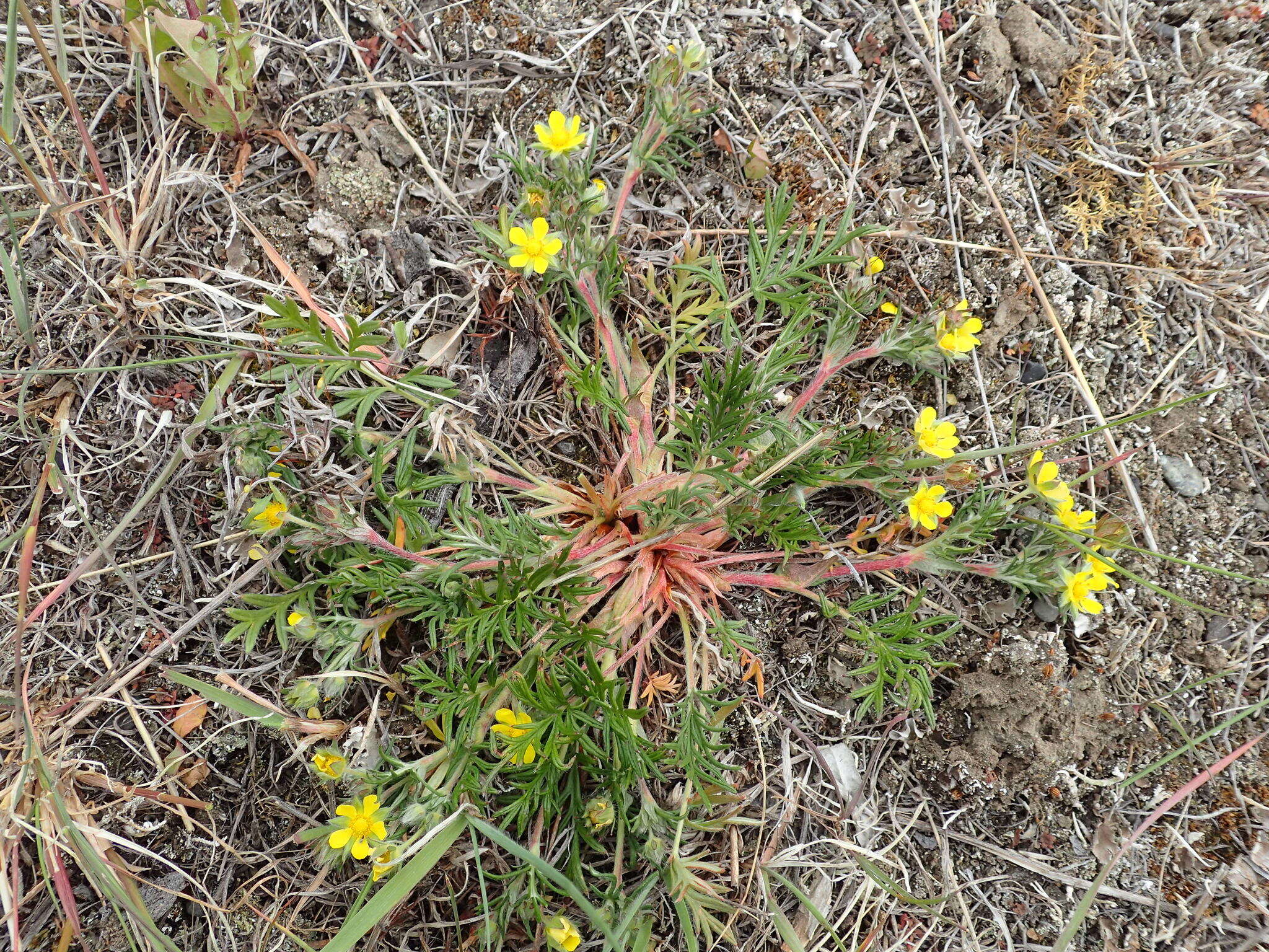 Image of Potentilla multifida L.