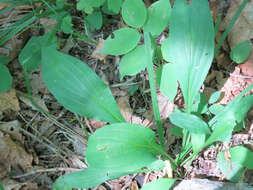 Image of Bupleurum longiradiatum Turcz.